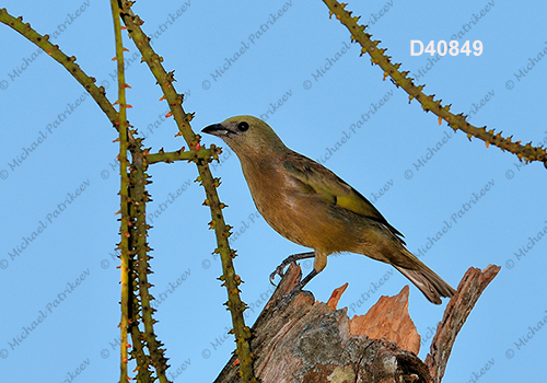 Palm Tanager (Thraupis palmarum)
